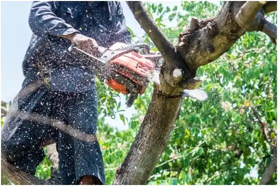 tree services Kronenwetter